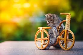 Cat toy