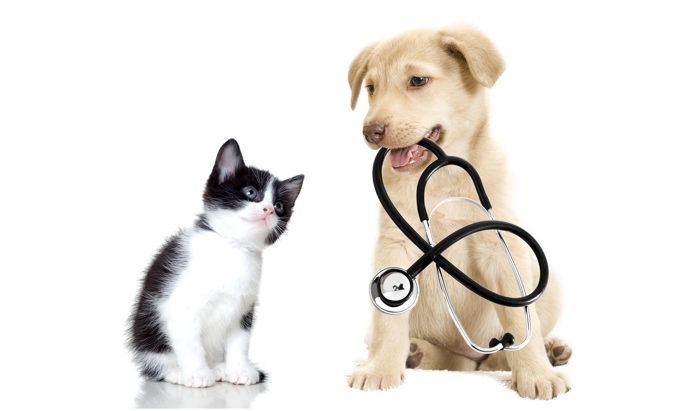 Pet health tips